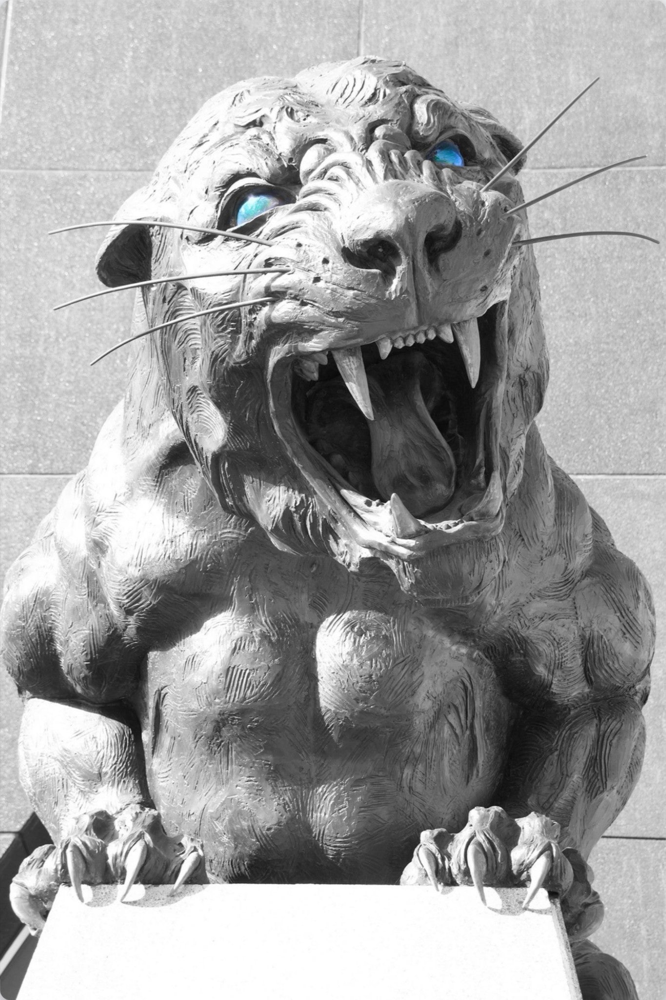 Charlotte Panther, Charlotte, NC